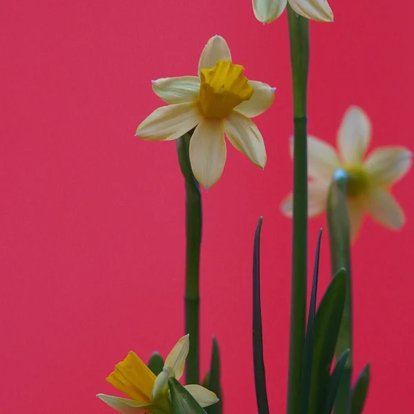 炸金花捕鱼游戏